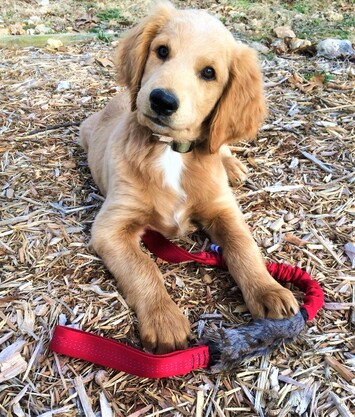 Goldendoodle puppy playing with a toy